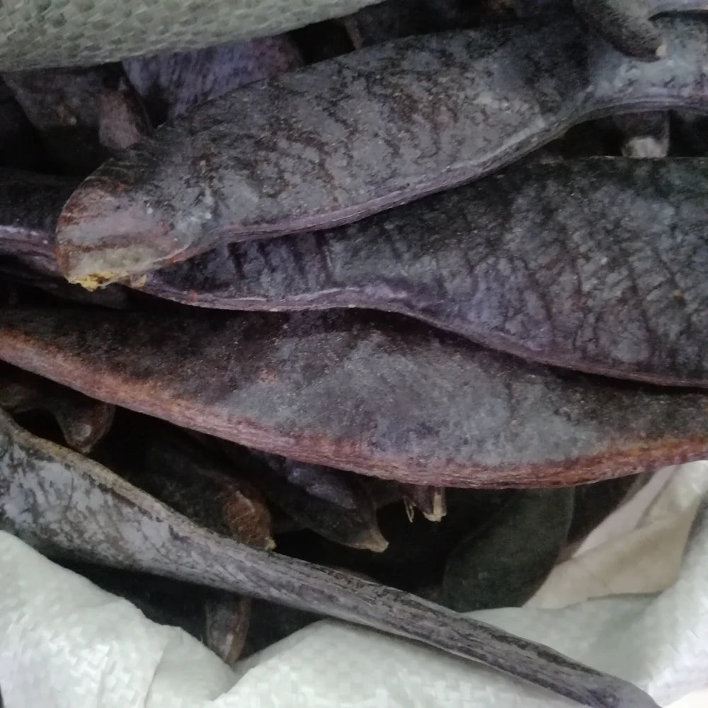 Da Zao Jiao China Big Pods Gleditsia Sinensis Fruits for Herb