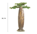 Baobad Modern Artificial Baobab Tree Fiberglass Decorative Modern Tree