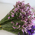 Yunnan Natural Dried Forget-Me-Not Leaf Flowers Bouquet Arrangement for Living Room Home Scene Decor Vase Flower Material