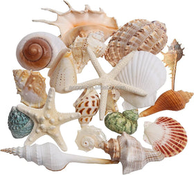 Sea Shells Mixed Beach Seashells 20 Kinds 1.5
