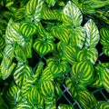 Backyard Garden Decoration Faux Roll Leaves Green Plant Plastic Fence Artificial Leaf Wall