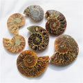 Wholesale Natural Small Size Druzy Geode Shell Snail Ammonite Fossil Pendant for Healing