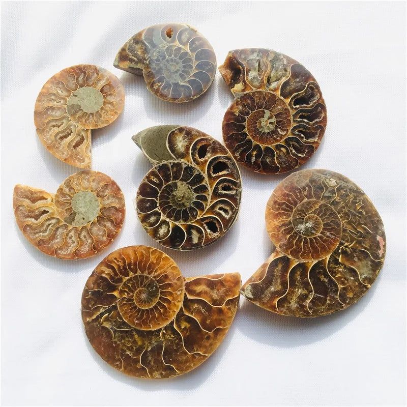 Wholesale Natural Small Size Druzy Geode Shell Snail Ammonite Fossil Pendant for Healing