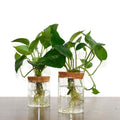 Plant Terrarium Propogation Planters Home Garden Office Decor with Cork Lid Flower Glass Vase