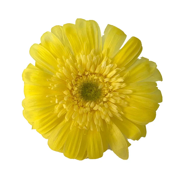 Real Daisy Heads Natural African Daisy Colored Gerbera Jamesonii Bolus Sun Flower Decorative Preserved Daisy Flower