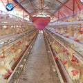 Hot Sale Poultry Farm Equipment Laying Egg Hens Cage System Used in Layer Battery Chicken Cage