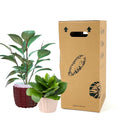Manufacturing Price Carton Corrugated Box Plant Cactus Succulents Live Plant Small Delivery Paper Box Shipping Box