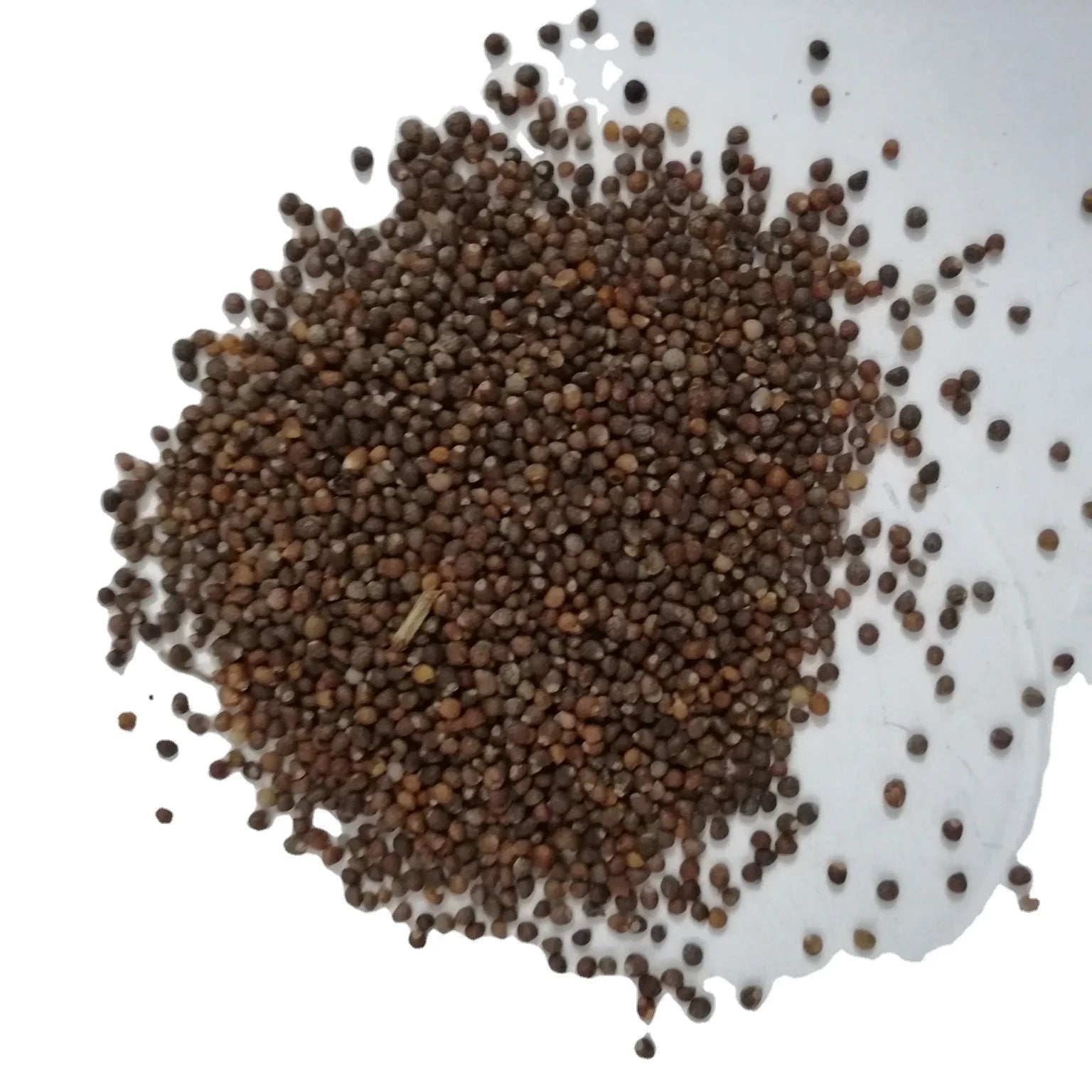 Wholesale Natural Vitex Negundo Seeds Ripe Raw Vitex Negundo Chastetree Fruit for Sale