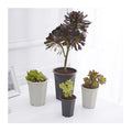 Garden Supplies Tall Round Polygon Plastic Resin Haworthia Maughanii Succulent Planter Pots for Plants Flower