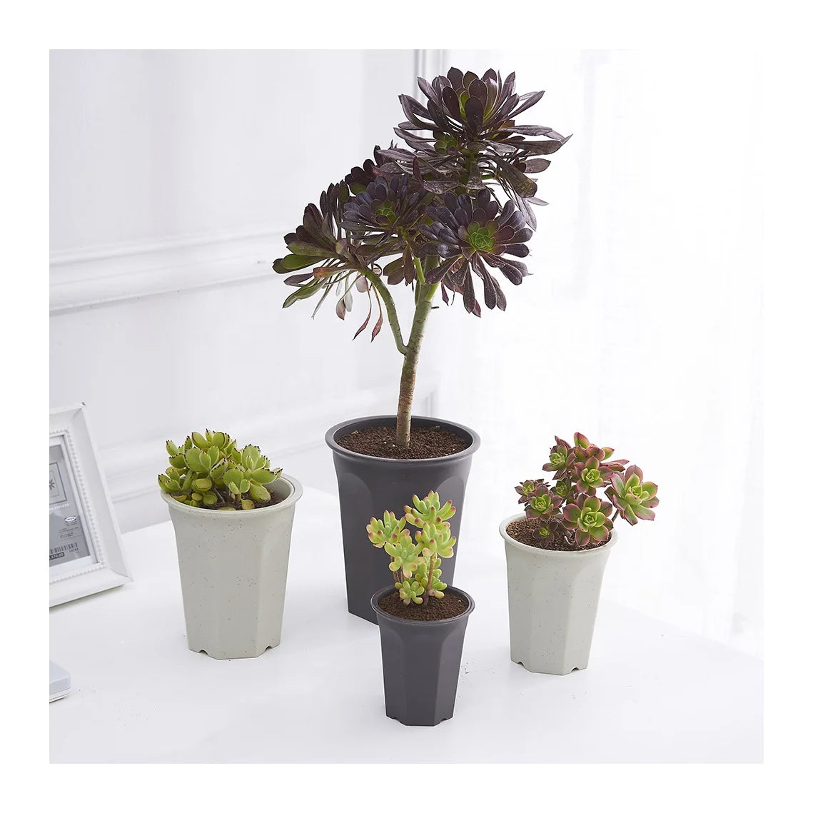 Garden Supplies Tall Round Polygon Plastic Resin Haworthia Maughanii Succulent Planter Pots for Plants Flower