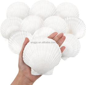 Large Scallop Shell Sea Shells Seashell for Diy Crafts Painting Beach Wedding 4