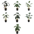 Hot Sale Eco-friendly Durable Artificial Potted Plants Indoor Decor Green 7 Designs Various Easter Christmas Thanksgiving