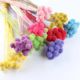 A-1114 Floral Arrangement Home Wedding Decoration Buttons Dried Flower Natural Dried Billy Ball Dry Craspedia Globosa Billy Ball