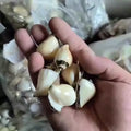 Wholesale Fashion Zinc Alloy Shell Golden Electroplate Shell Jewelry Pendants Mixed Colors for Conch Sea Shell Necklace