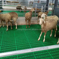 600*600 mm Plastic Goat Shed Slat Flooring Goat Farm Slatted Floor for Goat Sheep Farm