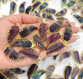 Angel Wing Fluorite Pendant for Making Jewelry  Rainbow Fluorite Healing Chakra Charm DIY Necklace Earrings