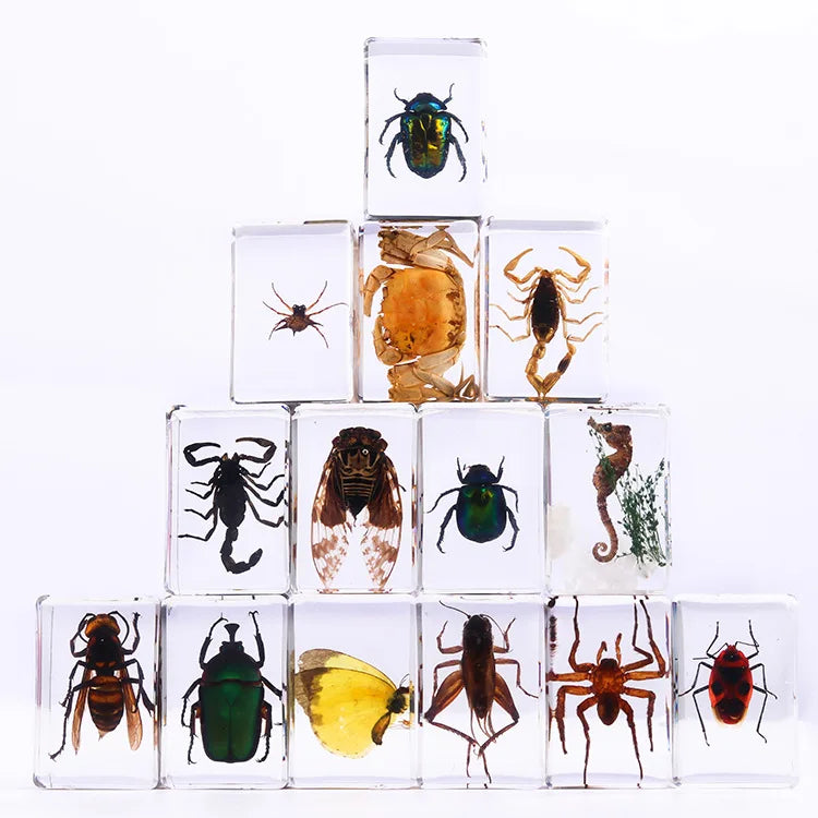 Transparent Acrylic Handmade Resin Crafts Crystal Paperweights Resin Craft for School Teaching