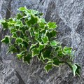 Factory Direct Supply Cheap Price 3 Branches Rubber Leaves Wall Hanging  Dekoration