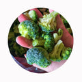 XMSD Wholesale GMO LQF Frozen Fresh Whole Broccoli Grade a in Bulk Vacuum Pack