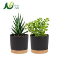 Naturix Hot Sale 5 6.5 8 10 12 Inch Garden Pots for Indoor and Outdoor Plants with Saucer