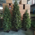 Y-O016 Wholesale 180CM 210cm Artificial  Topiary Cypress Tree Outdoor Indoor Decor Artificial Pine Bonsai Tree