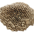 Feng Fang Herb NIDUS VESPAE for Sale