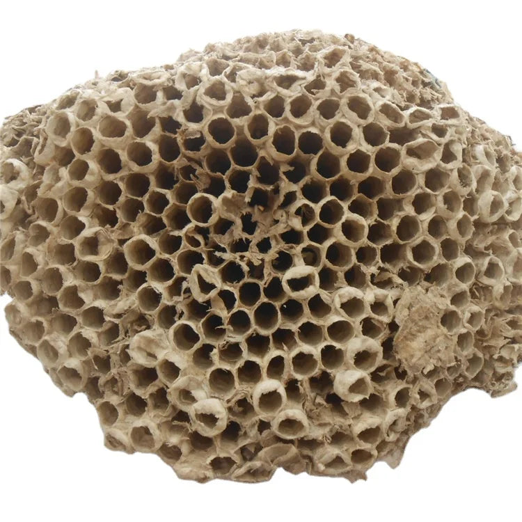 Feng Fang Herb NIDUS VESPAE for Sale