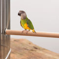 Wholesale Natural Java Wood Parrot Bird Perch Tree Stand