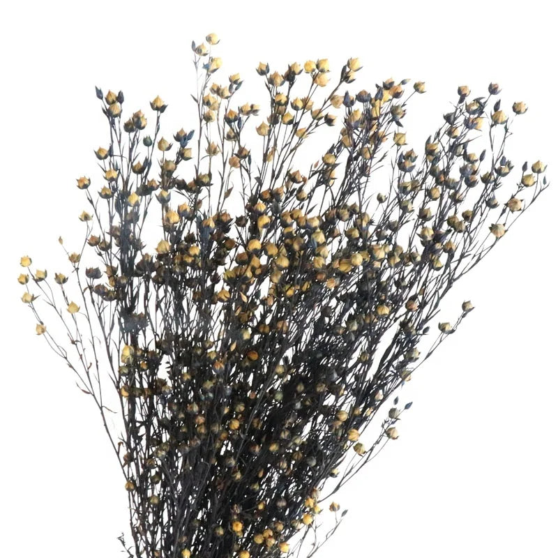 Wholesale Multi-color Preserved Flowers Dried Stained Acacia Bean 60-70cm Special Valentine's Day Flower Arrangement for Indoor