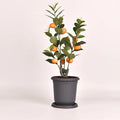 12L 30cm Outdoor Plastic Flower Pot for Roses Planting Flower Pot Hot Sale Factory Directly Pot