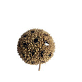 Lu Lu Tong Natural Raw Dried Beautiful Sweetgum Fruit for Herb