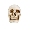 Resin Card Clip Meeting Message Wedding Banquet Seat Clip Skeleton Seat Clip Decoration Table Number Holder