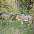 Africa Wild Animals Connochaetes Props /life Size Resin Wildebeest Animals Statue /safrari Animals Widebeest Decorations