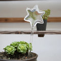 Glass Star Shaped Water-saving Customizable Water Drip Device for Plant Watering & Irrigation