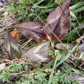 Chi Jing San Polygonum Runcinatum Natural Raw Dried Polygonum Runcinatum Plants Stem Leaf for Sale