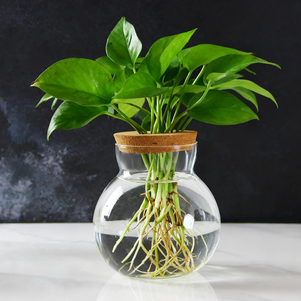 Creative Water Planting Glass Jar  Flower Plant Pot for Hydroponic Culture Glass Jar with Cork Wood Lid Indoor Decoration