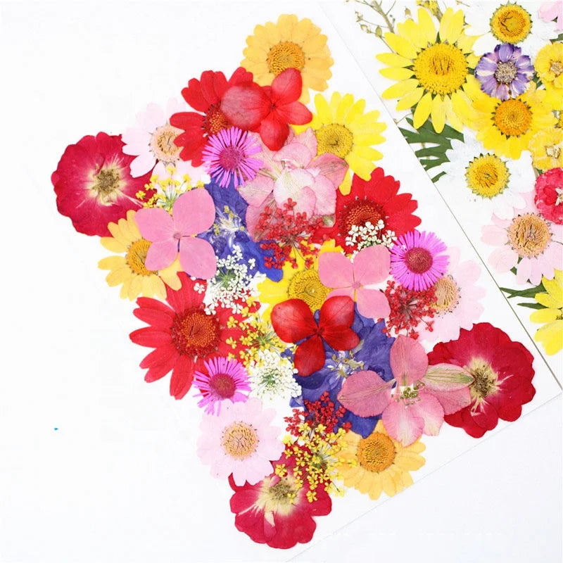 M029 Wholesale Diy Floral Dried Flat Flower Packs Natural Dried Flowers Pressed Dried Daisy Flower for Jewelry Resin Nail Art