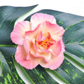 Wholesale Multiple Colors Guam Japan Flower Hair Clips Foma Hibiscus Hair Flower for Decoration Fiji Malaysia Anniversaries