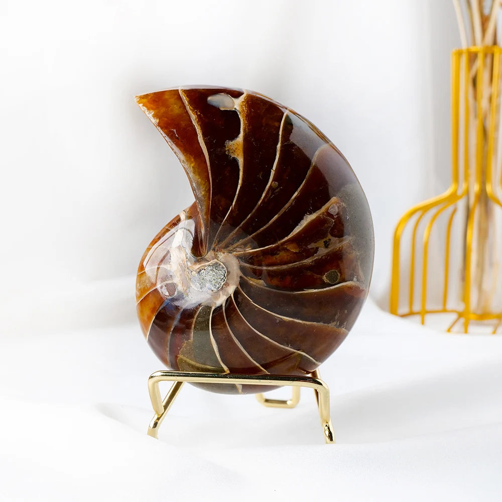 Wholesale Natural Stone Ammonite Sea Snail Conch Mineral Specimens Home Decoration
