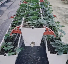 Greenhouse Grow Factory Strawberry Growing Hydroponic Nft Channel Gutter Supplied by Factory