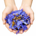 Petals Blue Lotus Flowers Lucid Dream Flower Dried Nymphaea Caerulea EU Standard Asia Herbal Organic for Smoking/Tea/Garnish