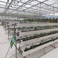 Growing System Hidroponia Vertical Hidroponic System Hydroponic Tomato System