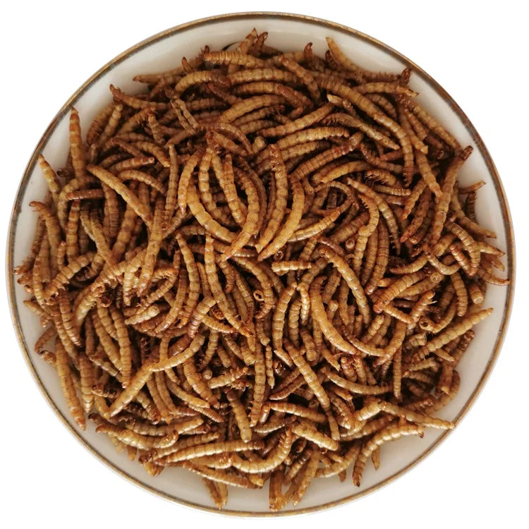 57% Protein A+ Grade 100% Natural Yellow Mealworms