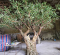 14ft Large Olive Artificial Tree Trunk Fiberglass Trunk Fabric Leaves Naturally Decorative Element for Home Supermarket Display