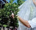 Agricultural Non-woven Fabrics White Color pp Non-woven Cover Plant protection Fleece for mango Tree