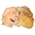 Liu Huang Jun Natural Laetiporus Sulphureus Mushrooms Wild Dried Laetiporus Sulphureus Fruiting Bodies for Sale