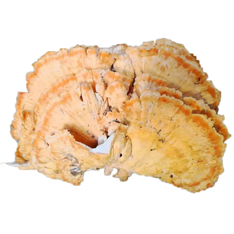 Liu Huang Jun Natural Laetiporus Sulphureus Mushrooms Wild Dried Laetiporus Sulphureus Fruiting Bodies for Sale