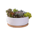Saucer Decorative Small Ceramic White Indoor Outdoor Home Planter Kit Glazed Bamboo Indoor Garden Succulent Cactus Flower Pot