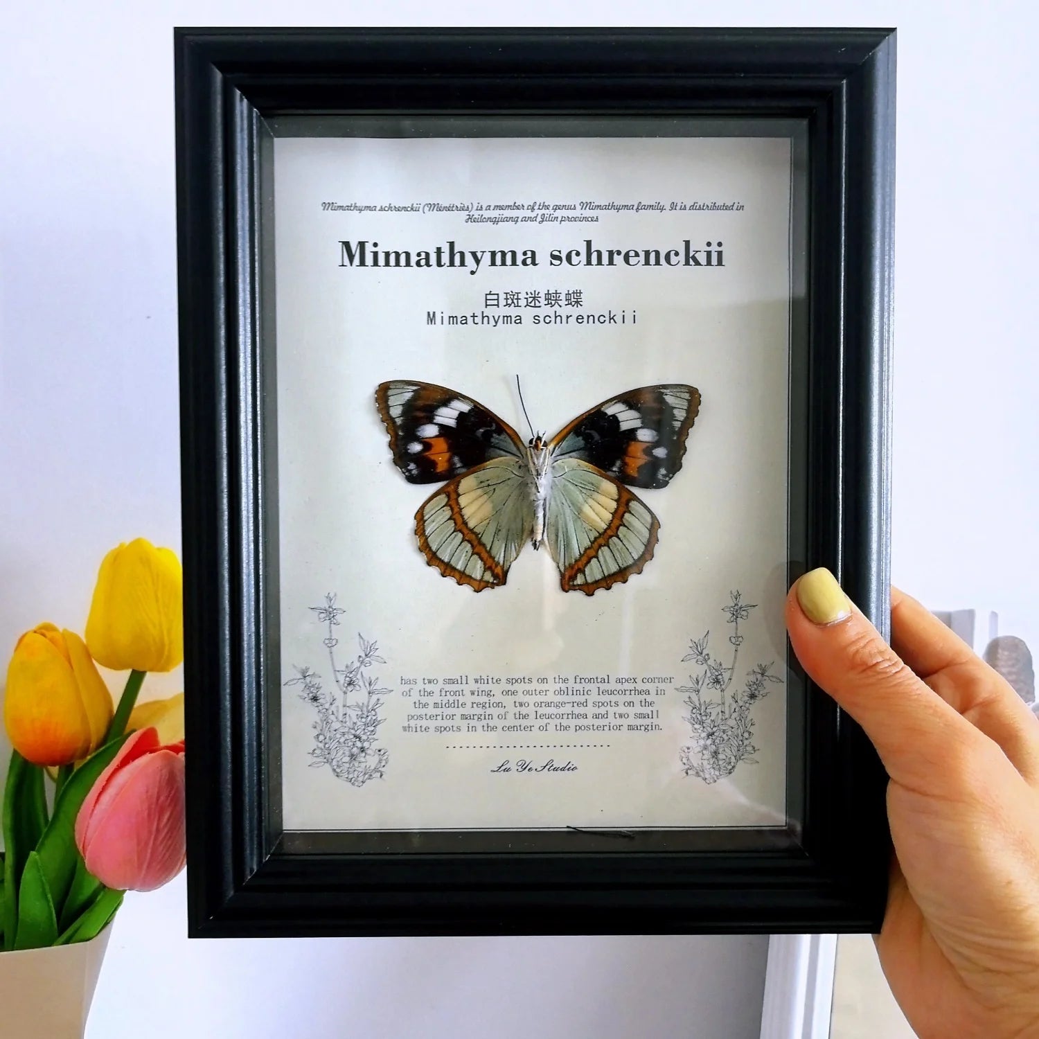 European Style Black Hollow Photo Frame 3D Dried Flower butterfly Specimen Frame Decorative Picture Frame