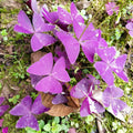 New Purple Leaves Shamrock Root Purple Oxalis Roots